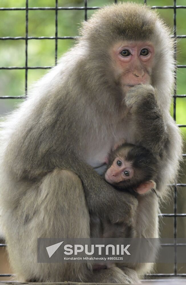 Russia Zoo