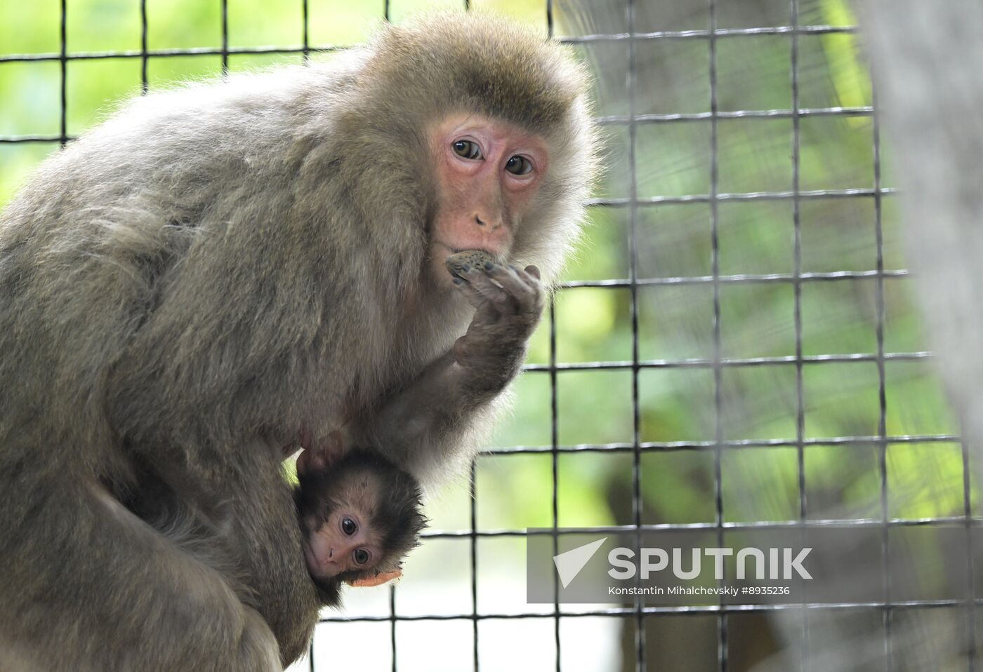 Russia Zoo
