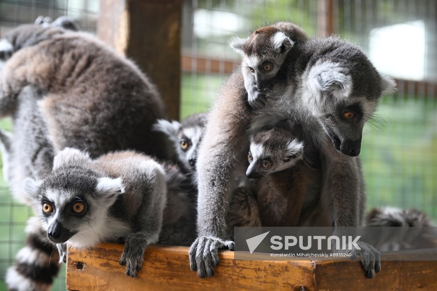 Russia Zoo
