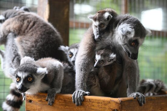 Russia Zoo