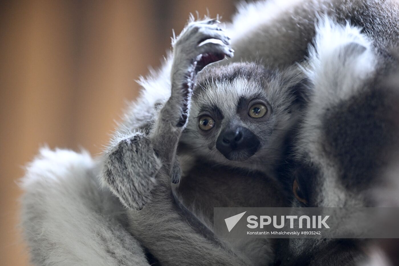 Russia Zoo
