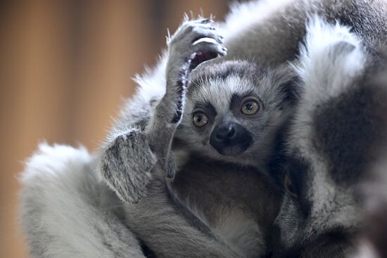 Russia Zoo