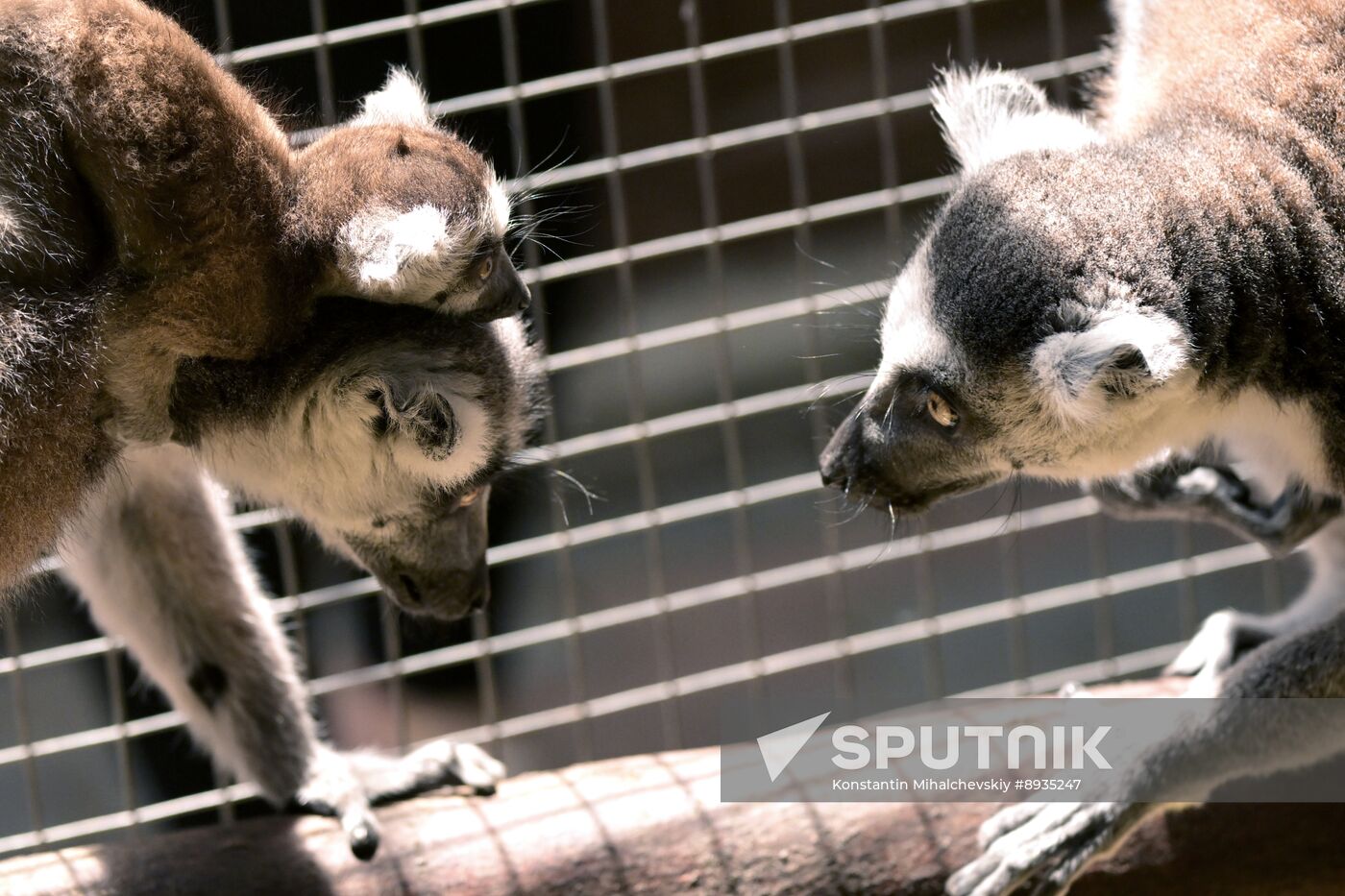 Russia Zoo