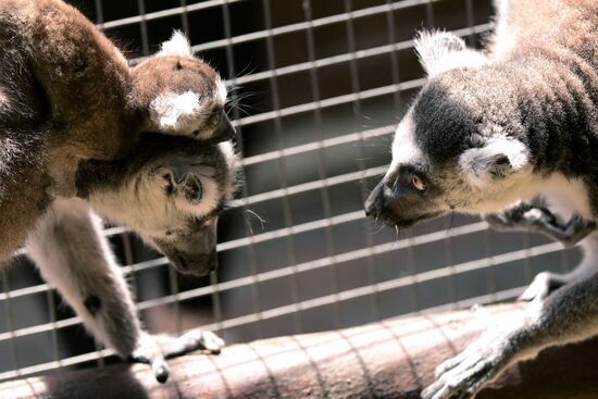 Russia Zoo