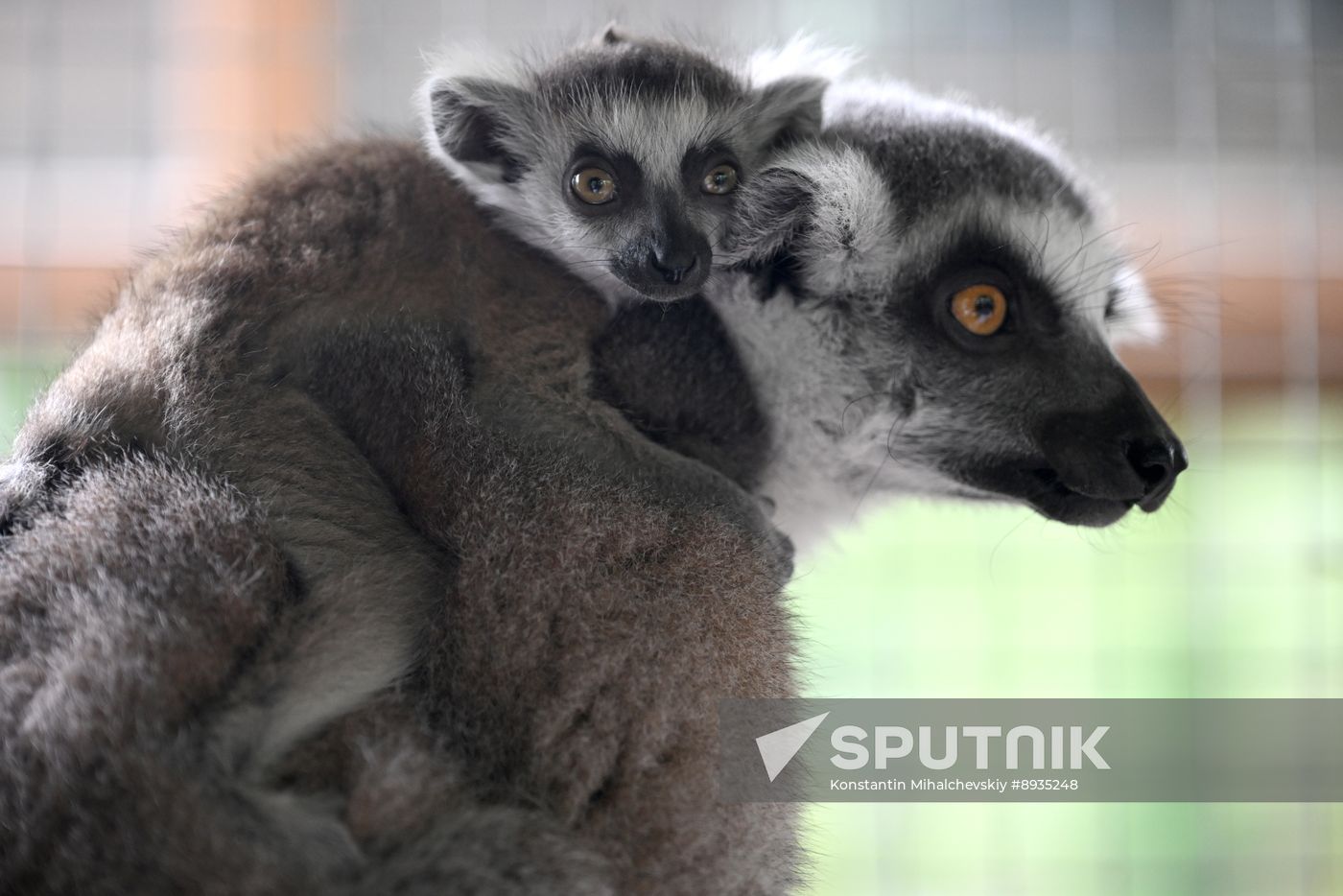 Russia Zoo
