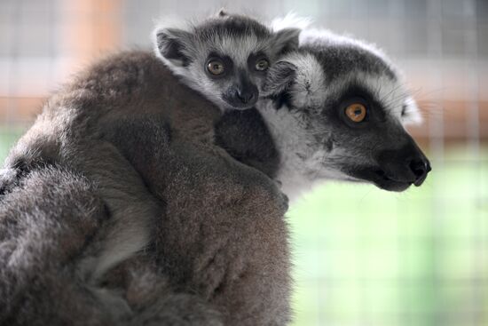 Russia Zoo