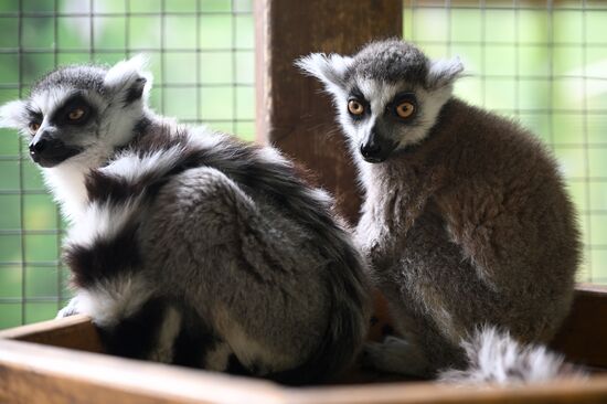 Russia Zoo