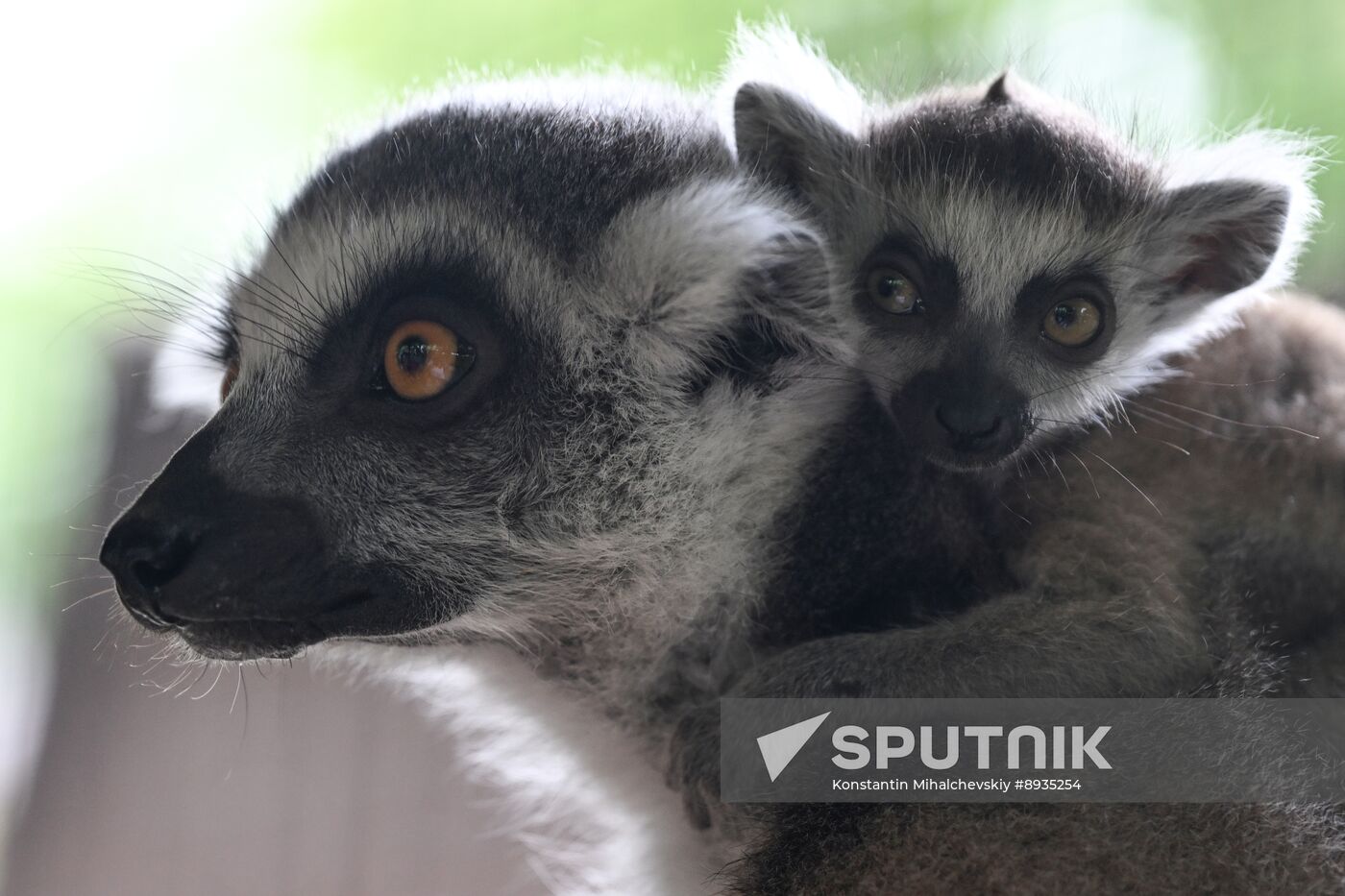 Russia Zoo