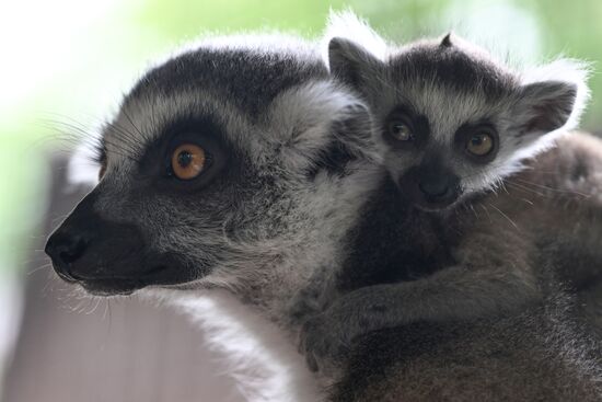 Russia Zoo