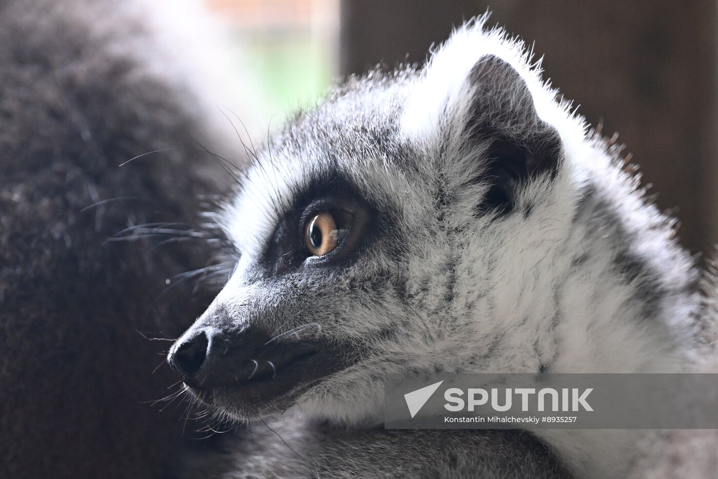Russia Zoo