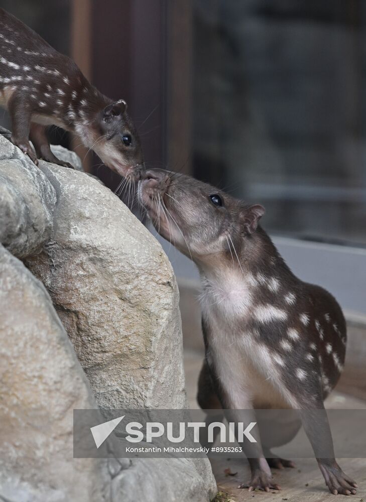 Russia Zoo