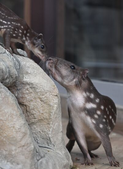 Russia Zoo