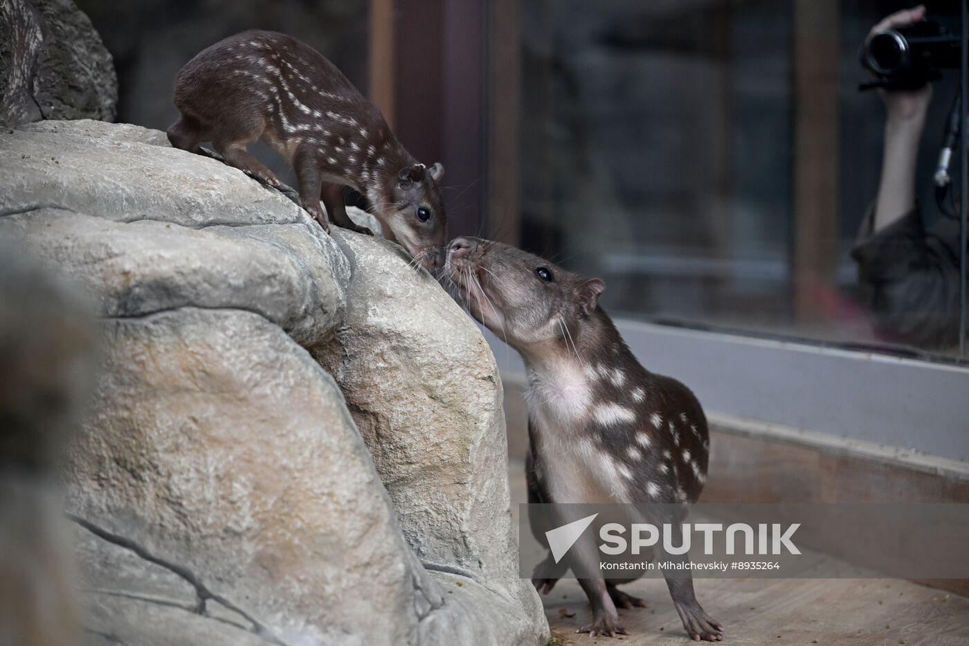 Russia Zoo