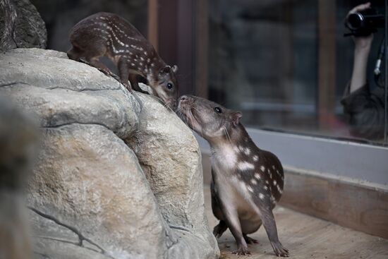 Russia Zoo