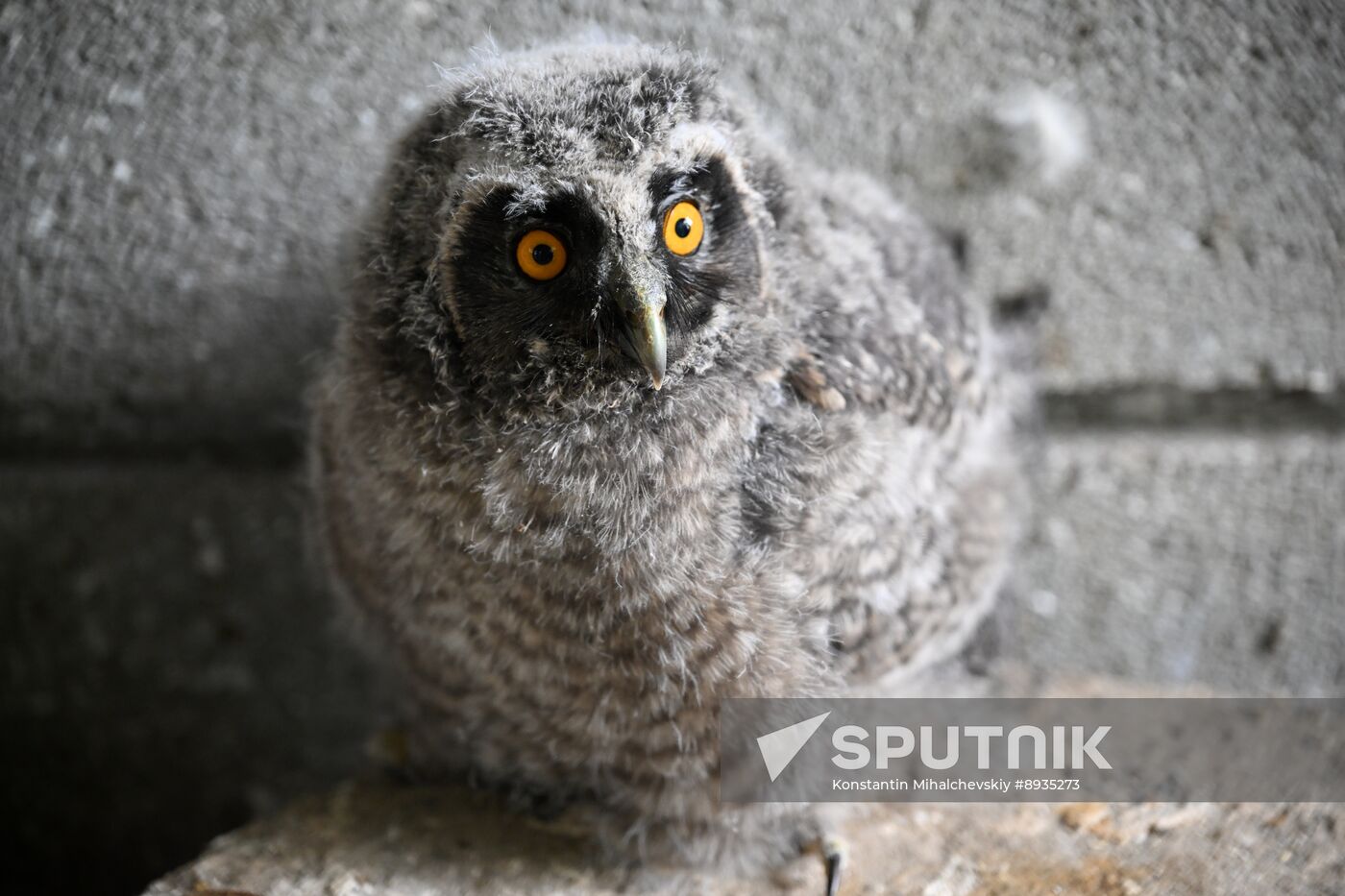 Russia Zoo