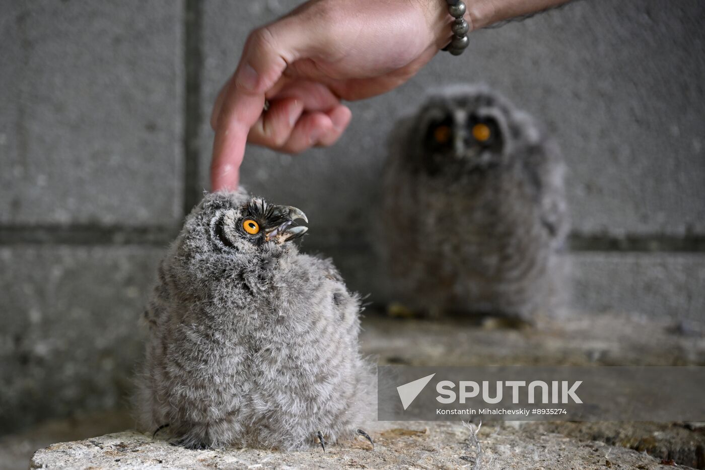 Russia Zoo