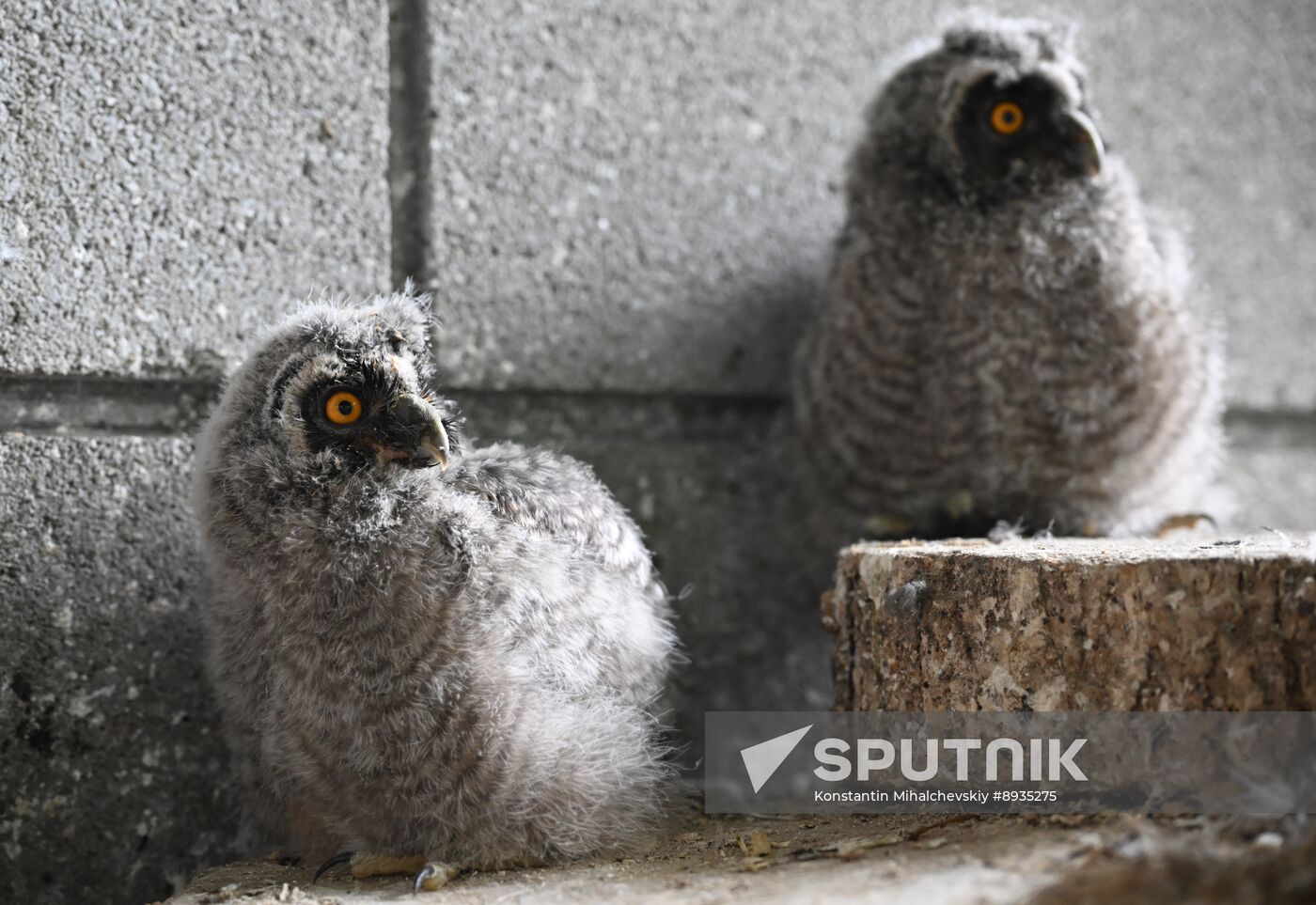 Russia Zoo