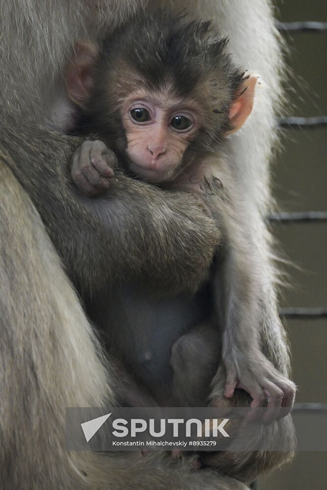 Russia Zoo