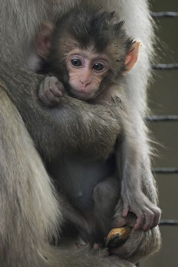 Russia Zoo