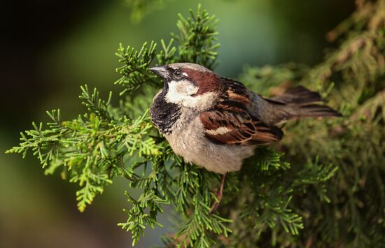 Russia Crimea Tourism