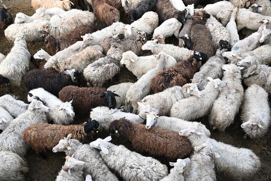 Russia Religion Eid Al-Adha