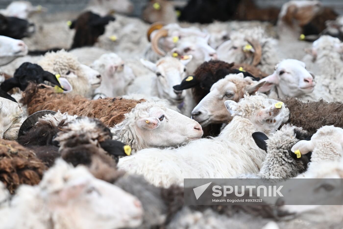 Russia Religion Eid Al-Adha