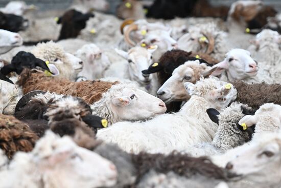 Russia Religion Eid Al-Adha