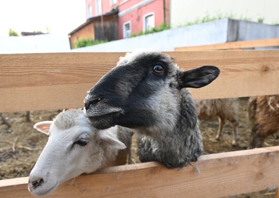 Russia Religion Eid Al-Adha