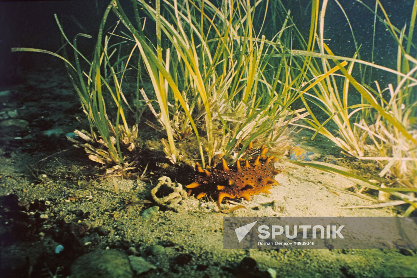 Institute of Marine Biology, Far Eastern Scientific Center, Academy of Sciences of the USSR