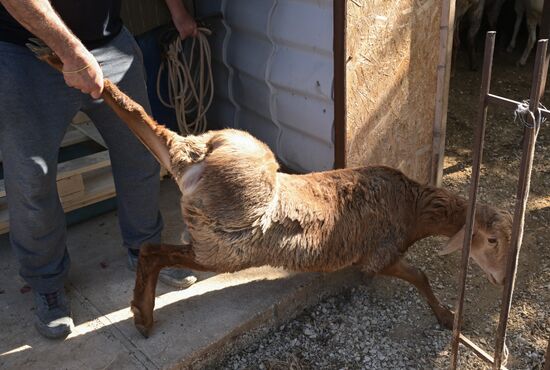 Russia Religion Eid Al-Adha