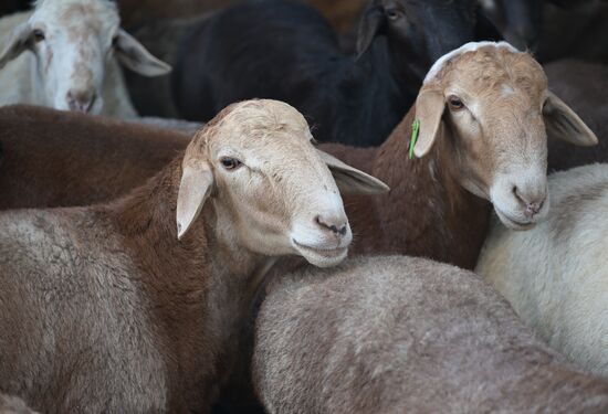 Russia Religion Eid Al-Adha