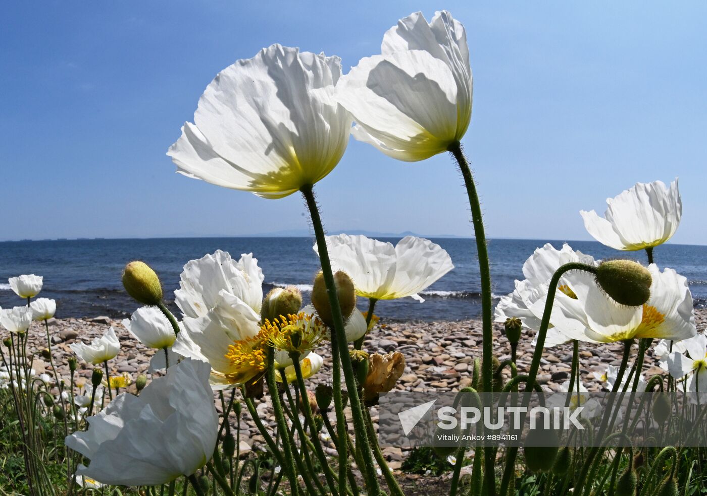 Russia Far East Environment