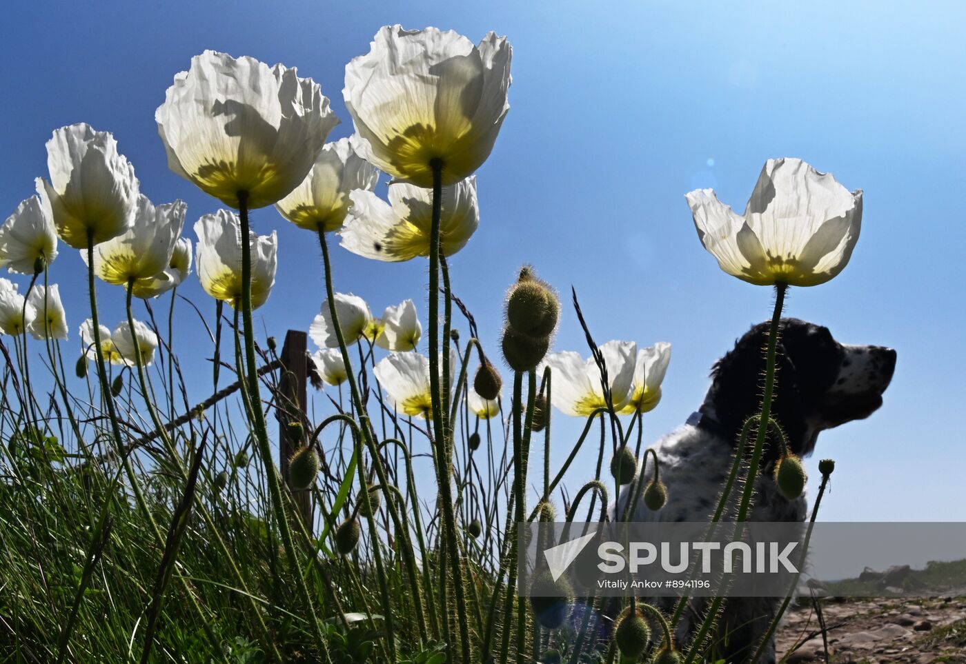 Russia Far East Environment