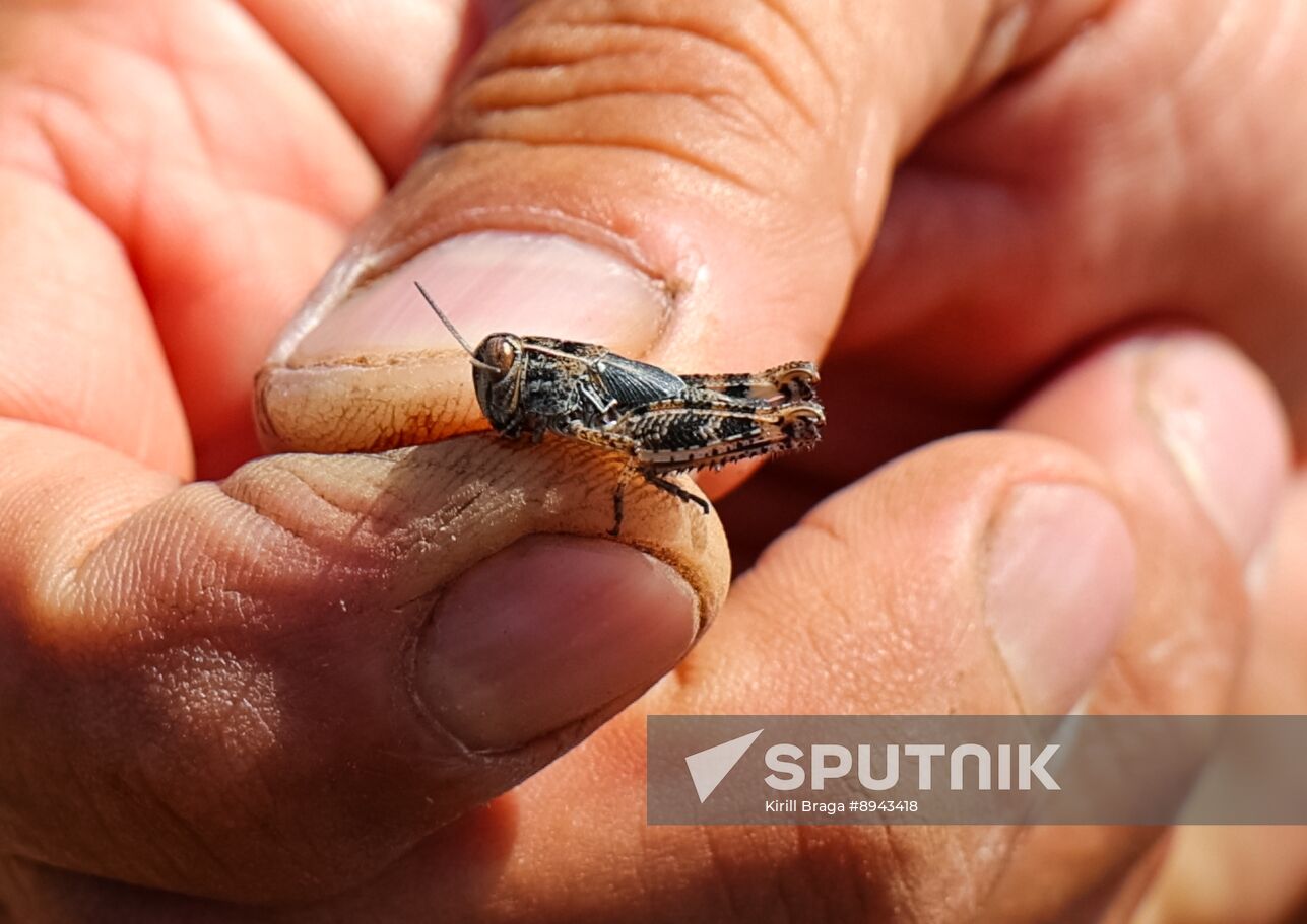 Russia Agriculture Locusts