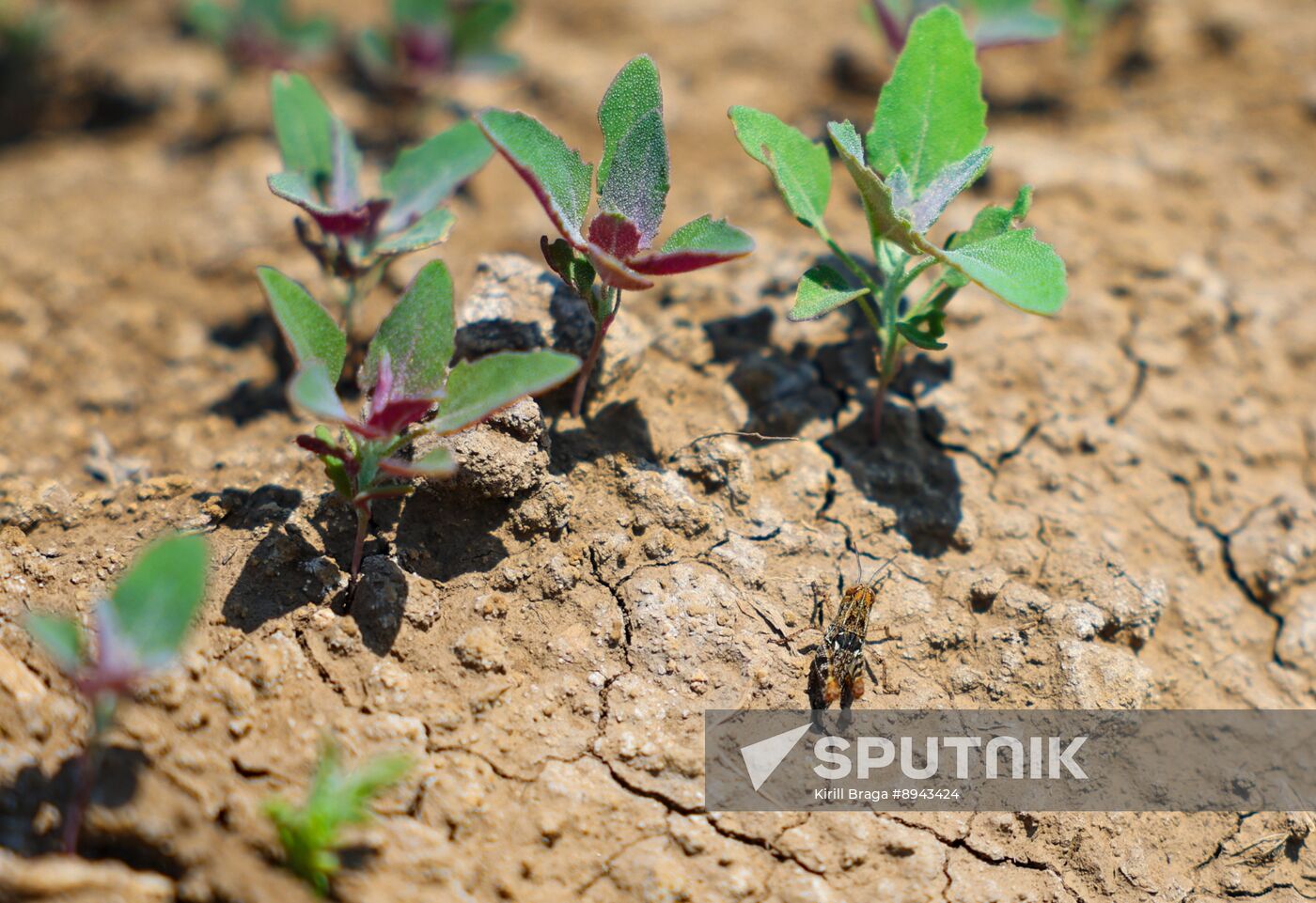Russia Agriculture Locusts