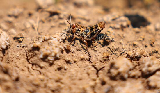 Russia Agriculture Locusts