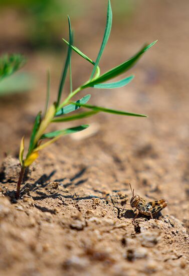 Russia Agriculture Locusts