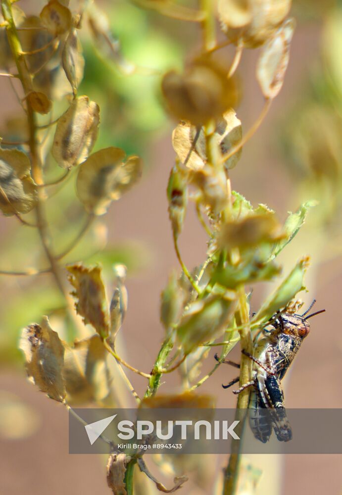 Russia Agriculture Locusts