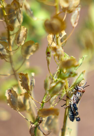 Russia Agriculture Locusts