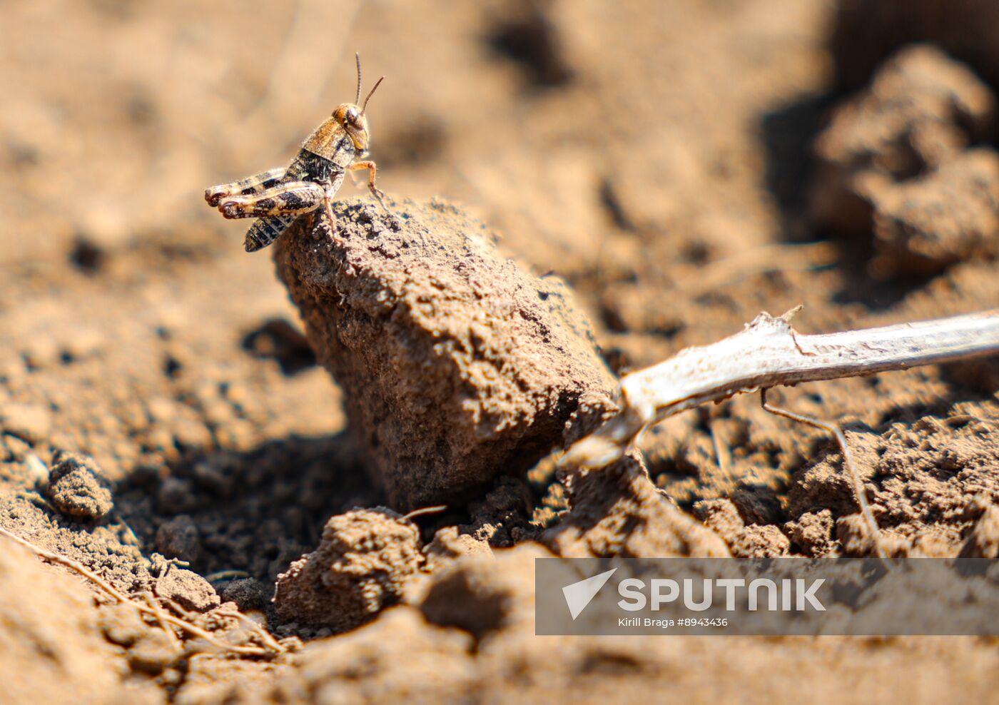 Russia Agriculture Locusts