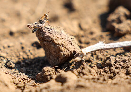 Russia Agriculture Locusts