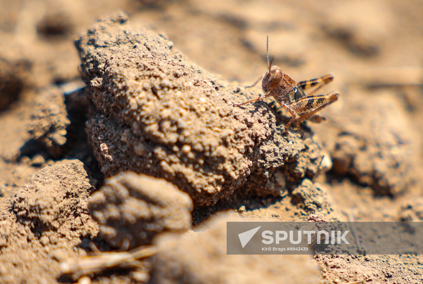 Russia Agriculture Locusts