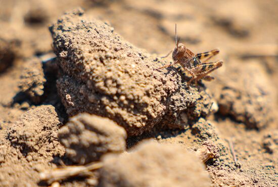 Russia Agriculture Locusts