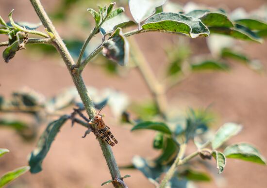 Russia Agriculture Locusts