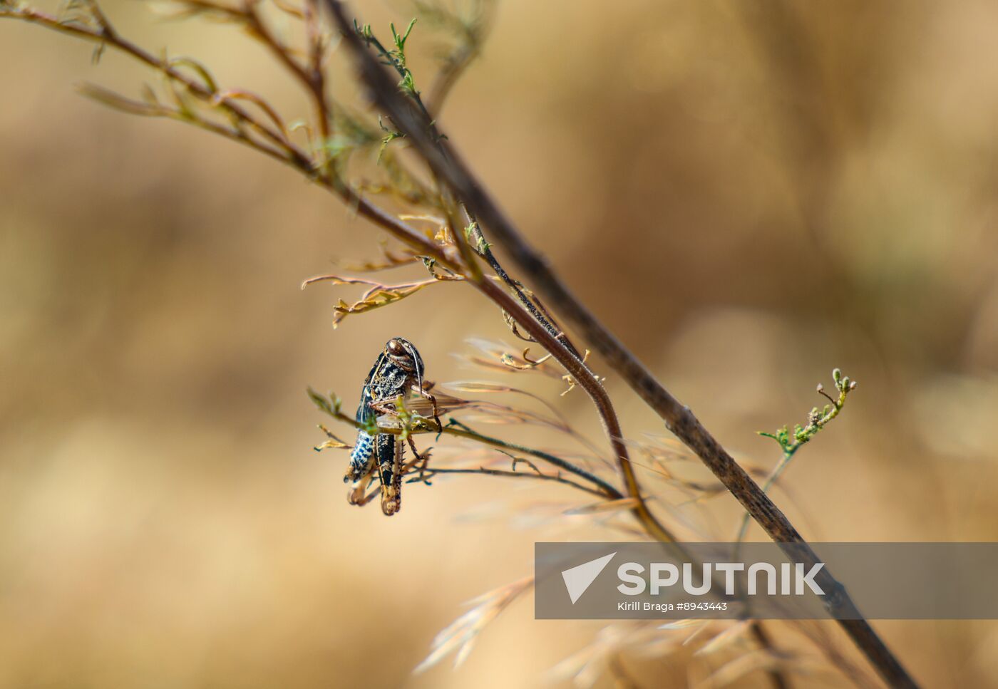 Russia Agriculture Locusts