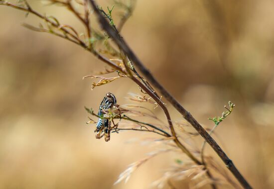 Russia Agriculture Locusts