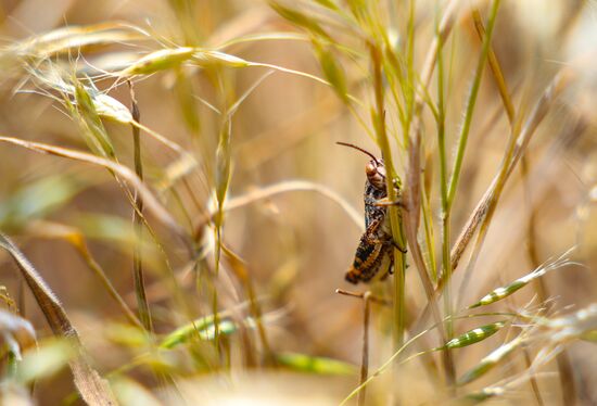 Russia Agriculture Locusts