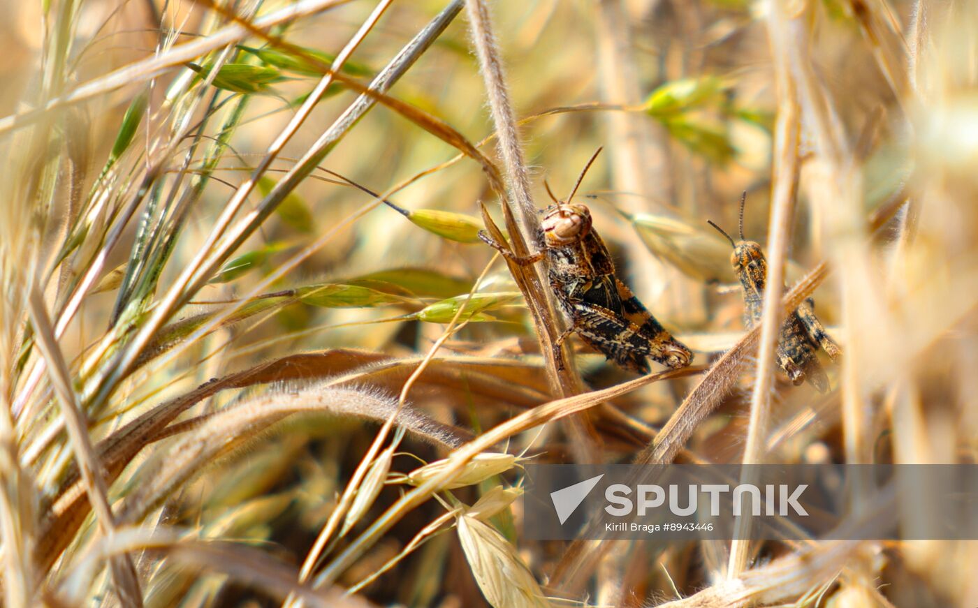 Russia Agriculture Locusts