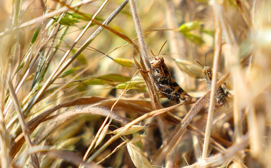 Russia Agriculture Locusts