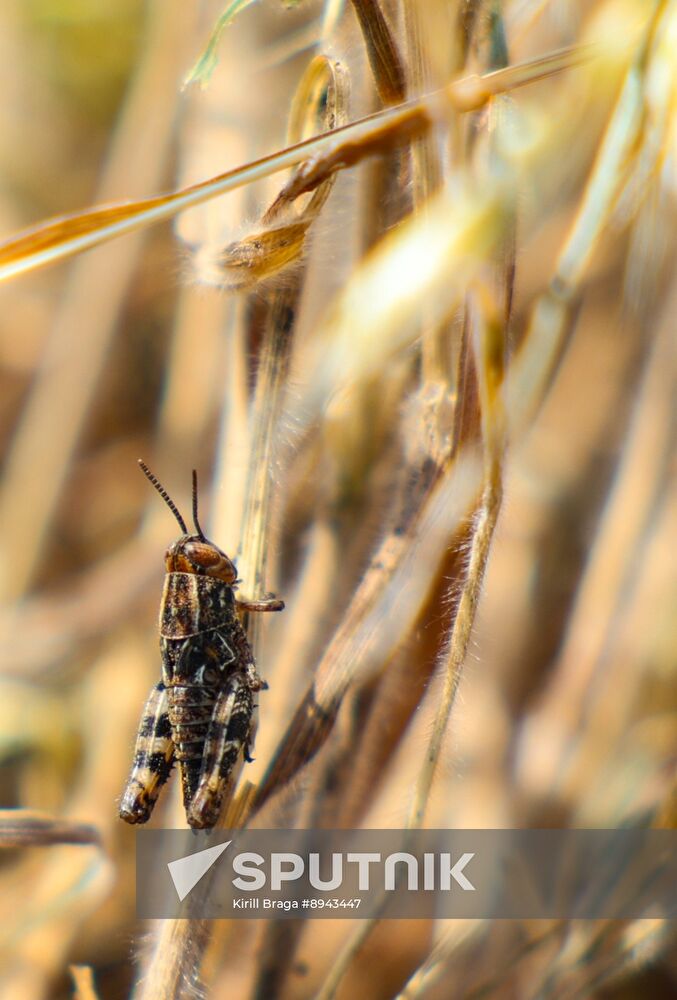Russia Agriculture Locusts